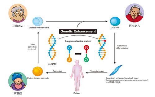 科學家利用基因編輯技術獲得遺傳增強的優質干細胞