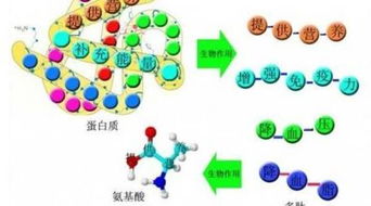 2019第六屆微生物活性肽創新產品 作用科學研究與生產制造運用核心技術討論會