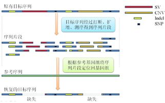 基因测序市场前景 上游市场增速放缓,中下游市场潜力巨大 第三章